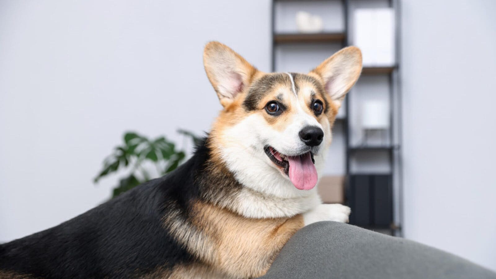 Pet Health App case study, How a Pet App Reduced Costs & Gained High-Intent Users
